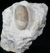 Eocene Aged Fossil Turtle Egg - France #12979-3